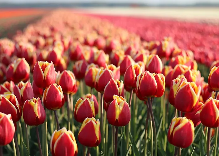 Ooghduyne 176 * Julianadorp