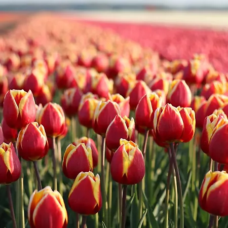 Ooghduyne 176 * Julianadorp